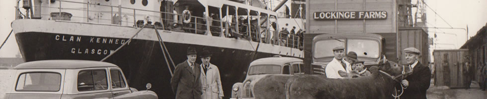 Cattle being loaded for shipment from Tilbury to India